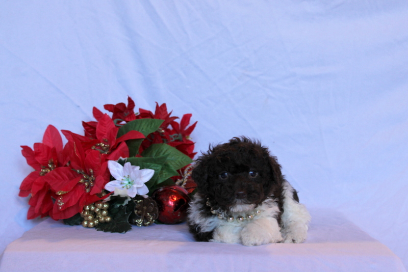 puppy, for, sale, Toy Poodle, Matthew B. Stoltzfus, dog, breeder, Gap, PA, dog-breeder, puppy-for-sale, forsale, nearby, find, puppyfind, locator, puppylocator, aca